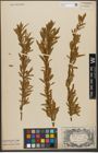 Foto von Salix triandra L. x Salix viminalis L.